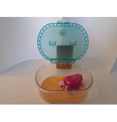 Tartaruga Rosa Con Vaschetta